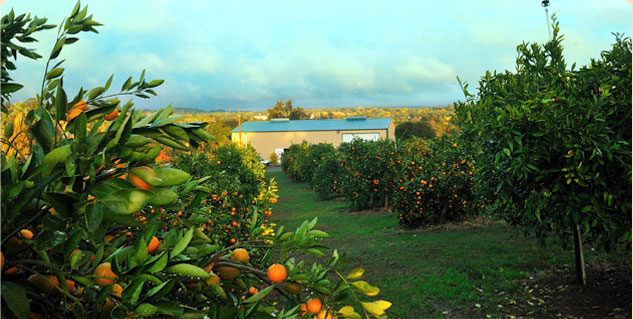 Highland Orchard Mandarin Farm | Penryn, CA